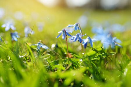 Scilla flowers blooming in the spring garden on the Alpine hill. Beautiful blue spring flowers on a sunny day.の写真素材