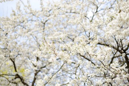 Beautiful cherry tree blossoming on spring. Beauty in nature. Tender cherry branches on sunny spring...