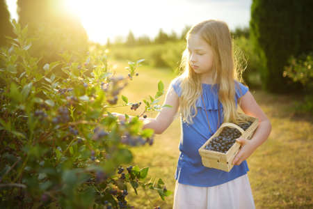 Cute young girl picking fresh berries on organic blueberry farm on warm and sunny summer day. Fresh healthy organic food for small kids. Family activities in summer.の写真素材