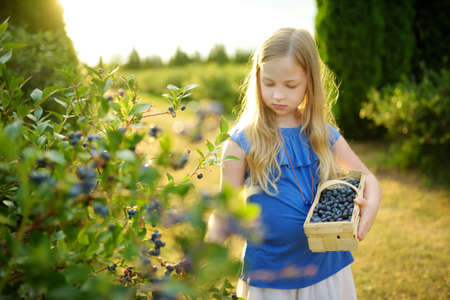 Cute young girl picking fresh berries on organic blueberry farm on warm and sunny summer day. Fresh healthy organic food for small kids. Family activities in summer.の写真素材