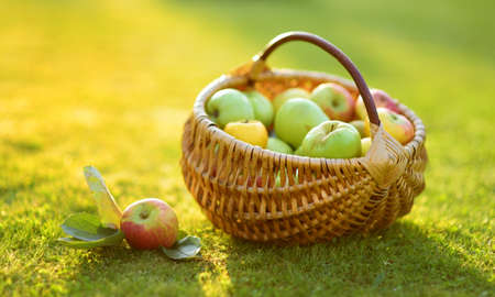Basket full of fresh organic apples. Harvesting apples in apple tree orchard in summer day. Picking fruits in a garden. Fresh healthy food. Family nutrition in summer.の写真素材