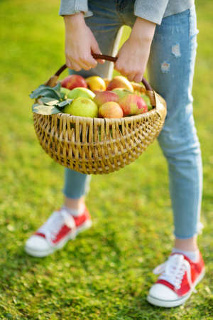 Basket full of fresh organic apples. Harvesting apples in apple tree orchard in summer day. Picking fruits in a garden. Fresh healthy food. Family nutrition in summer.の写真素材