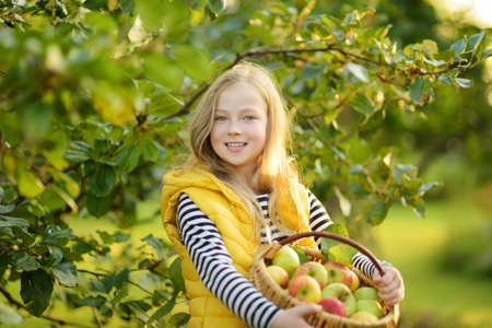 Cute young girl harvesting apples in apple tree orchard in summer day. Child picking fruits in a garden. Fresh healthy food for kids. Family nutrition in summer.の写真素材