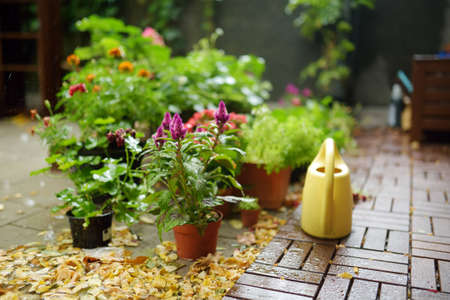 Watering variuos plants and colorful flowers on sunny summer day. Gardening and fun summer activities. Small backyard garden.の写真素材