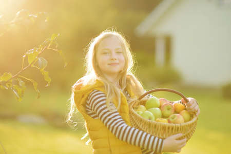 Cute young girl harvesting apples in apple tree orchard in summer day. Child picking fruits in a garden. Fresh healthy food for kids. Family nutrition in summer.の写真素材