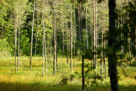 Beautiful mixed pine and deciduous forest, Lithuania, Europe