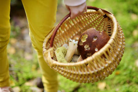 A basket full of edible mushrooms. Picking mushrooms in autumn forest. Family leisure at fall.の写真素材