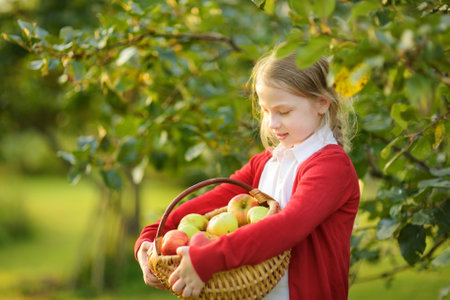 Cute young girl harvesting apples in apple tree orchard in summer day. Child picking fruits in a garden. Fresh healthy food for kids. Family nutrition in summer.の写真素材