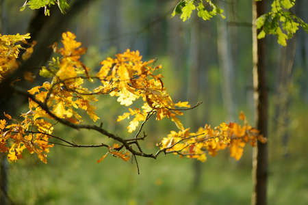 Beautiful golden oak leaves on a tree branch on bright autumn dayの写真素材