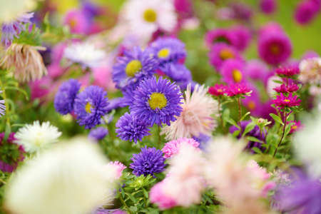 Purple, pink and white aster flowers on a blurred green background. Summer season. Decorative flowers.の写真素材