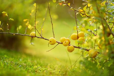 Bright yellow fruits of quince ripening on a branch of japanese quince bush. Sunny summer day in a garden. Harvesting fresh organics fruits.の写真素材