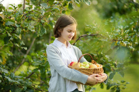Cute young girl harvesting apples in apple tree orchard in summer day. Child picking fruits in a garden. Fresh healthy food for kids. Family nutrition in summer.の写真素材