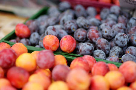 Ripe plums sold on outdoor farmer's market. Fresh healthy bio fruits and vegetables on Vilnius...