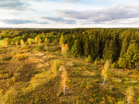 Aerial view of autumn forest with green and yellow trees. Mixed deciduous and coniferous forest. Beautiful fall scenery near Vilnius city, Lithuaniaの写真素材