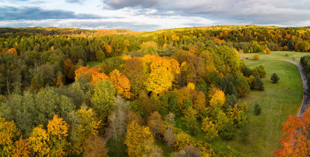 Aerial view of autumn forest with green and yellow trees. Mixed deciduous and coniferous forest. Beautiful fall scenery near Vilnius city, Lithuaniaの写真素材