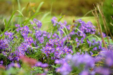 Different shades of purple chrysantemum flowers in a backyard garden in autumn. Fall season. Decorative flowers outdoors.の写真素材