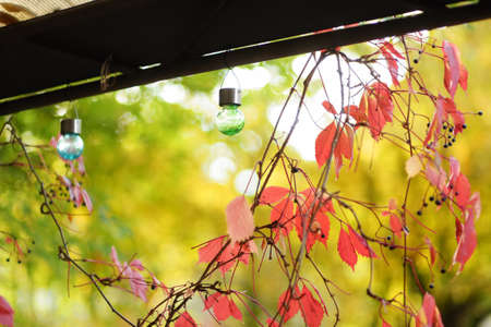 Colourful solar light bulbs hanging on garden fence decorated with beautiful red virginia creeper leaves on bright autumn day.の写真素材