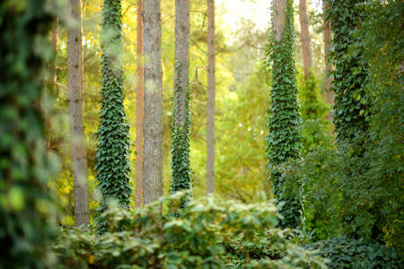 Details of beautiful mixed pine and deciduous forest, Lithuania, Europe