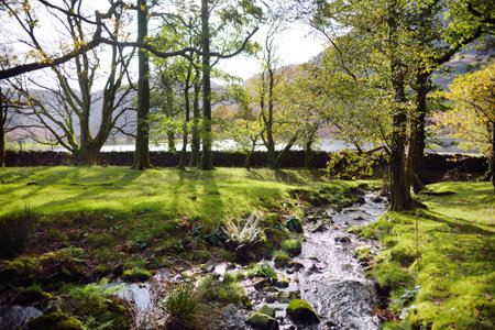 Woodland near Buttermere lake, located in the Lake District, UK. Popular tourist attraction in...