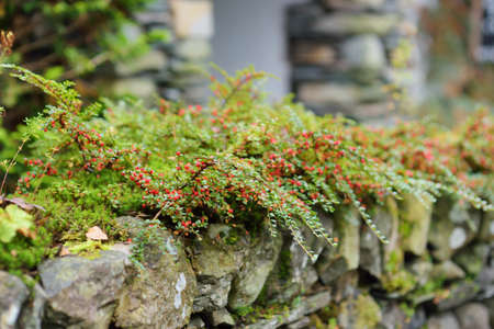 Small green glossy leaves and cranberry-red fruit on arching branches of the cranberry cotoneaster...
