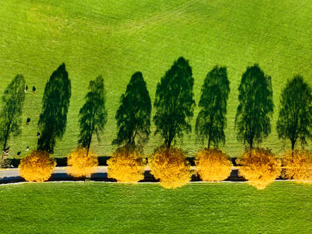 Aerial top down view of yellow autumn trees growing along a road between lush pastures and farmlands of England. English countryside with emerald green fields and meadows. Rural landscape on sunset.の写真素材
