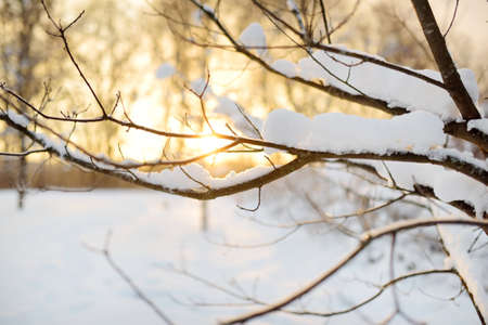 Beautiful view of snow covered forest. Rime ice and hoar frost covering trees. Chilly winter day. Scenic winter landscape near Vilnius, Lithuania.の写真素材