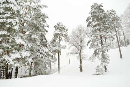 Beautiful view of snow covered forest. Rime ice and hoar frost covering trees. Chilly winter day....