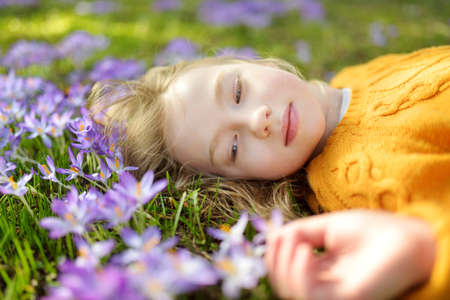 Cute young girl admiring beautiful purple crocus flowers on sunny spring day. Child and first flowers of spring, nature and fun. Spring holidays.の写真素材