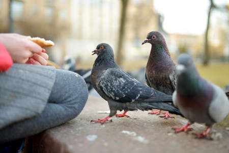Feeding birds on spring day. Child feeding pigeons and sparrows outdoors.の写真素材