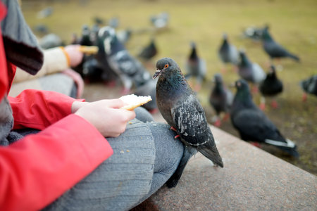 Feeding birds on spring day. Child feeding pigeons and sparrows outdoors.の写真素材