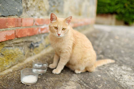 Cute red cat outdoors on nice and sunny summer dayの写真素材