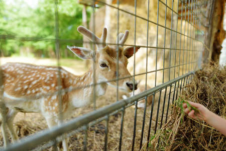 Young girl feeding wild deers at a zoo on summer day. Children watching reindeers on a farm. Kids having fun at zoological garden.の写真素材