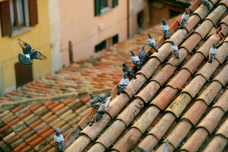 Pigeons sitting on the roofs of the city of San Marino. Summer sunset evening.の写真素材
