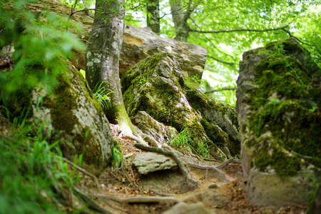 Casentino secular forest, one of the largest forest in Europe, extraordinarily rich in flora and fauna. Foot trail around La Verna Sanctuary, Chiusi della Verna. Foreste Casentinesi, Tuscany, Italy.の写真素材