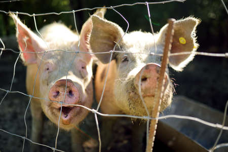 Dirty pigs grazing on a pig farm. Natural organic pig breeding. Farming. Snout in close up. Stockbreeding.の写真素材