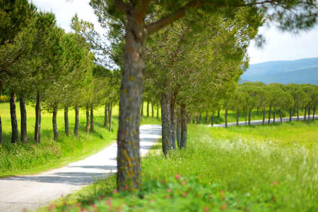 Driveway to the Italian manor house between green fields of Toscana. Pine tree alley along paved road near Montepulciano, Tuscany, Italy.の写真素材