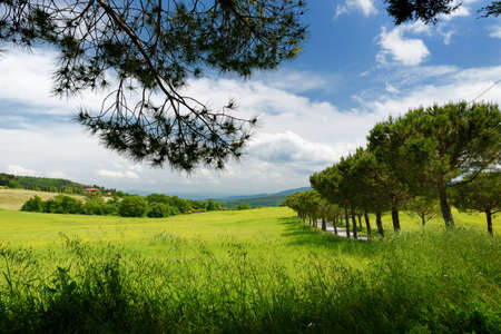 Driveway to the Italian manor house between green fields of Toscana. Pine tree alley along paved road near Montepulciano, Tuscany, Italy.の写真素材