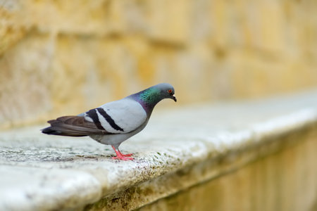 Pigeon in Pienza, a village located in the beautiful Tuscany valley, known as the 'ideal city of the...