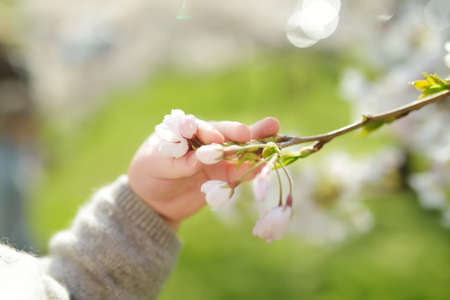 Cute toddler boy playing in blooming cherry tree garden on beautiful spring day. Adorable baby...