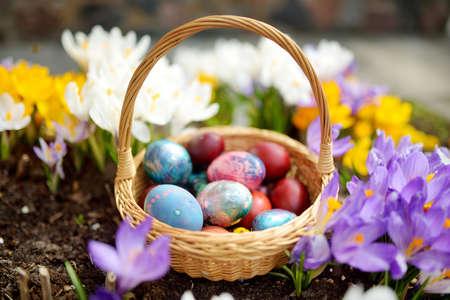 Colorful Easter eggs in a basket among crocus flowers. Celebrating Easter outdoors.