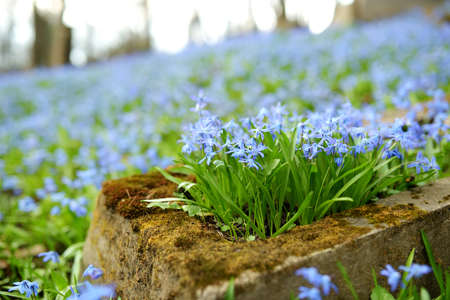 Blue scilla siberica spring flowers blossoming on sunny day in April in Bernardine cemetery, one of the three oldest graveyards in Vilnius, Lithuaniaの写真素材