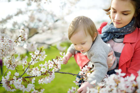 Pretty teenage girl and her toddler brother having fun in blooming cherry tree garden on beautiful spring day. Kids exploring nature. Big age difference between siblings.の写真素材