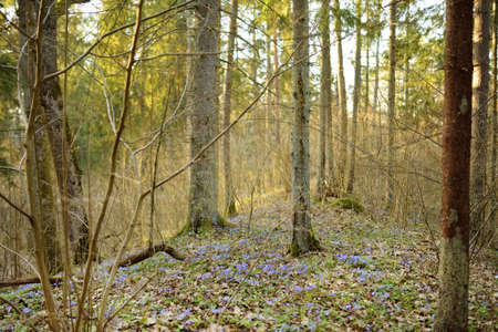 Blossoming hepatica flower in early spring in forest. Beauty in nature.のeditorial素材
