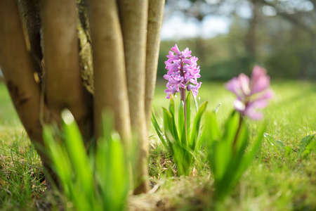 Beautiful purple hyacinth flowers blossoming in a garden on sunny spring day. Beauty in nature.のeditorial素材