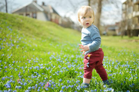 Adorable toddler boy playing in scilla flowers blooming in the park on spring. Beautiful blue spring flowers on a sunny day.の写真素材