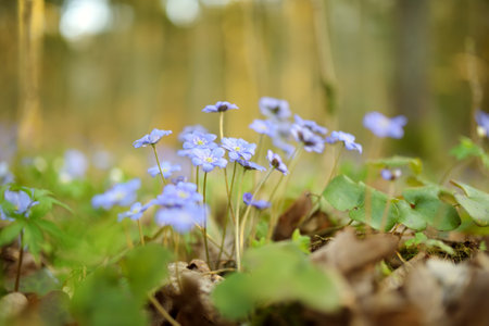 Blossoming hepatica flower in early spring in forest. Beauty in nature.のeditorial素材
