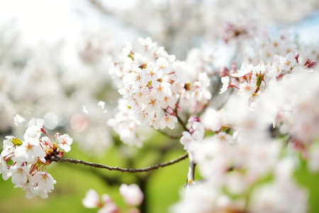 Beautiful cherry tree blossoming on spring. Beauty in nature. Tender cherry branches on sunny spring day outdoors.のeditorial素材