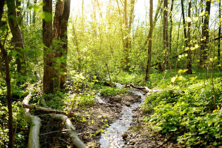 Narrow stream winding throught the dense green forest in early springのeditorial素材