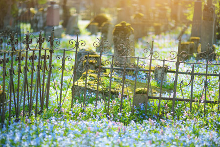 Blue scilla siberica spring flowers blossoming on sunny day in April in Bernardine cemetery, one of the three oldest graveyards in Vilnius, Lithuaniaのeditorial素材