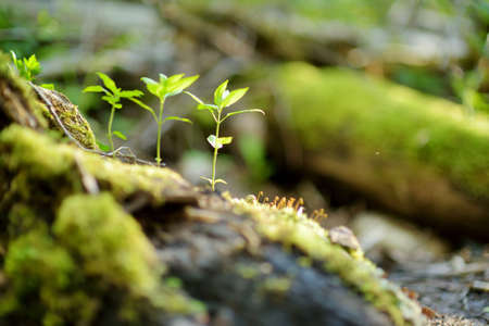 Young fresh vegetation of beautiful mixed pine and deciduous forest, Lithuania, Europeのeditorial素材